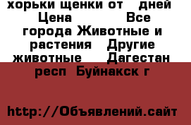 хорьки щенки от 35дней › Цена ­ 4 000 - Все города Животные и растения » Другие животные   . Дагестан респ.,Буйнакск г.